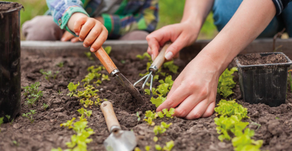 Kind und Erwachsener arbeiten zusammen im Beet