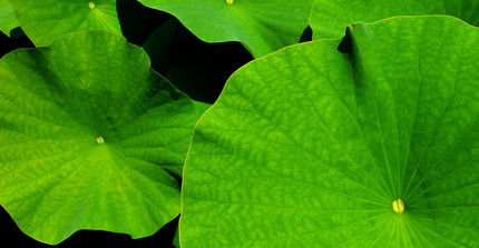 green leafs