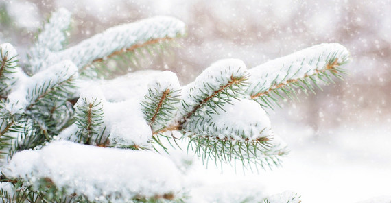 pinetree in snow