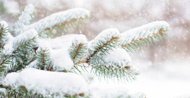 pinetree in snow