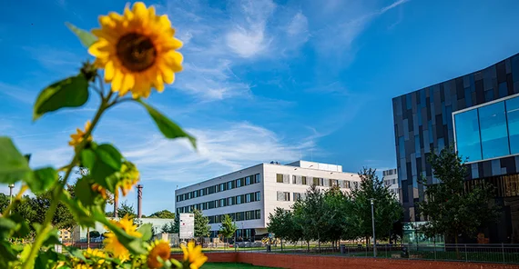 Sonnenblume in Golm